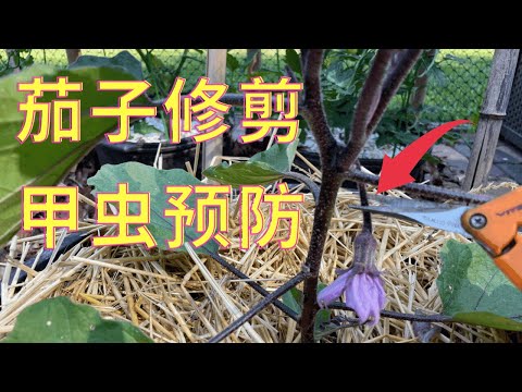 茄子修剪，甲虫预防 #茄子家庭有机种植