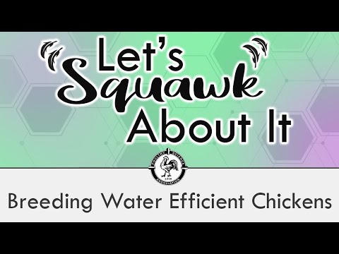 Let's Squawk About It (S3 E3): Breeding Water Efficient Chickens