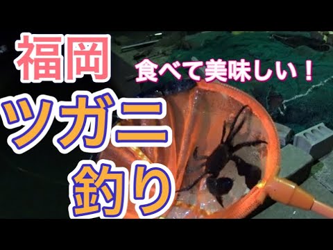 【福岡】漁港で釣れる！旬のモクズガニ(ツガニ)を釣ってきました！【5釣目】　#ツガニ　#福岡　#釣り