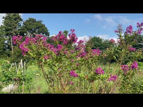 我花园里两种颜色的紫薇花，紫薇是这个季节日本街头和公园里最多的花。