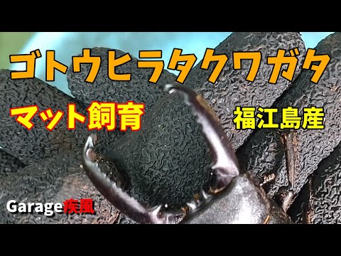 ゴトウヒラタクワガタ羽化　マット飼育　#クワガタ