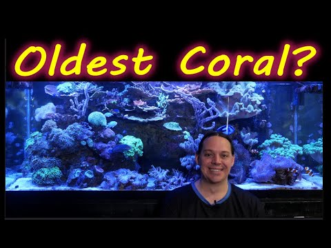 What Are The Oldest Fish And Coral In My Tank?