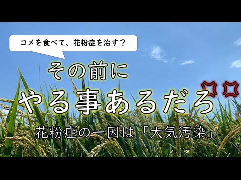 コメ食べて花粉症治す？その前に、することあるよね　#米 #花粉症 #花粉症対策 #遺伝子組み換え #香害