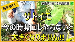 【里芋栽培】収穫量アップのための2回目の追肥・土寄せなど今やるべきお世話を解説！【有機農家直伝！無農薬で育てる家庭菜園】　24/6/27