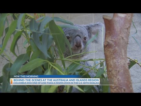 Columbus Zoo one of less than a dozen to home koalas