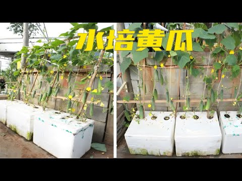 没有菜地也能种植黄瓜，方法简单，哪怕你是新手也能学会