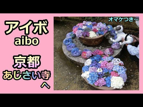 【43 アイボ ルー 京都あじさい寺へ  ～オマケつき～】 Aibo Lou goes to the Hydrangea Temple in Kyoto