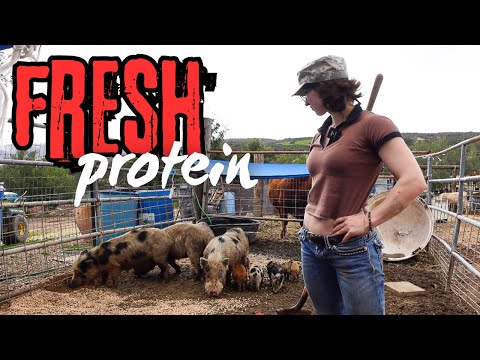 Harvesting Fresh Protein | ep.4 pt.2