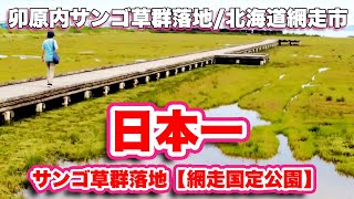 卯原内サンゴ草群落地/北海道網走市【網走国定公園】日本一のサンゴ草群落地【旅行VLOG】網走国定公園,サンゴ草,アッケシソウ,群落,能取湖,駐車場,厚岸草,ヒユ科,木道