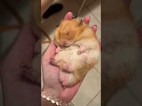 可愛倉鼠🐹黃金鼠，弟弟💤睡真熟😪