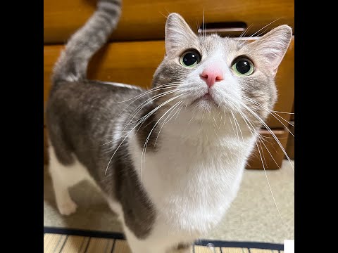 ちょっとだけサブチャンネルで猫たちと生放送させていただきます。スカーも誕生日なんやで