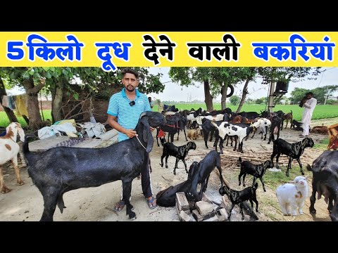 सबसे ज्यादा दूध देने वाली बकरी की पूरी जानकारी | Beetal goat price