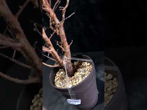 1円～ コミフォラ・ハーヴェイ 発根管理中 超希少灌木 Commiphora Harveyii  ベアルート 1円オク 塊根植物