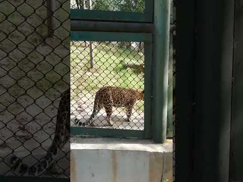 Tiger in Lahore zoo #tiger #lion #cheetah #panthers #animals #zoo #lahore #status #viral