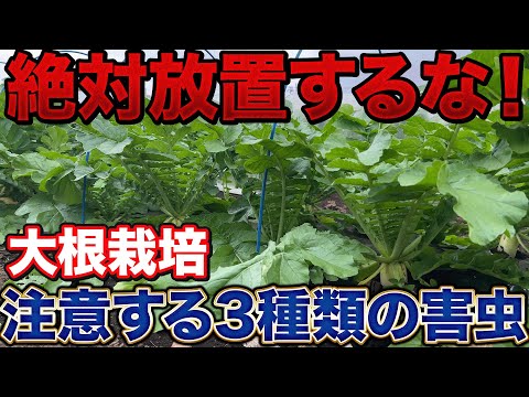 【こいつらやばいです】大根栽培で収穫まで気をつけて欲しい害虫について