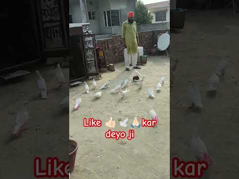 #pigeon #kabuterbaaz #youtube #pigeons #kabutar#pigeonloves  #kabutarstatus#likeandsubscribe #song