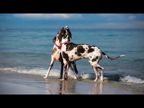 Great Dane Obedience Training Big Dog, Big Commands