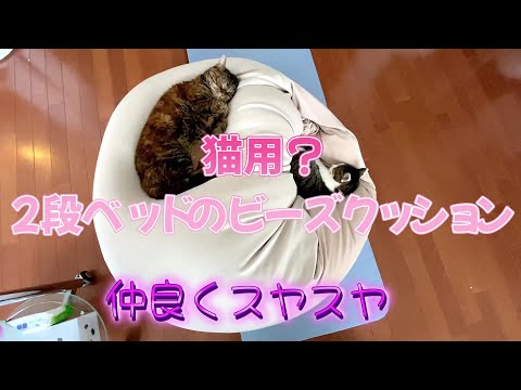 猫用２段ベッドのビーズクッション？　仲良くスヤスヤ💤