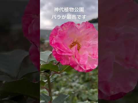 【バラ🌹が超最高】11/27  神代植物公園。今が見頃です。#shorts