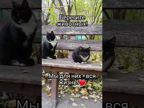 #братьянашименьшие #вмиреживотных #осень #милыекотики