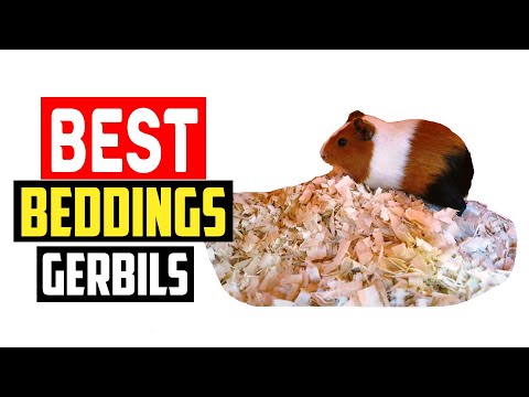 ✅Best Beddings for Gerbils in 2023