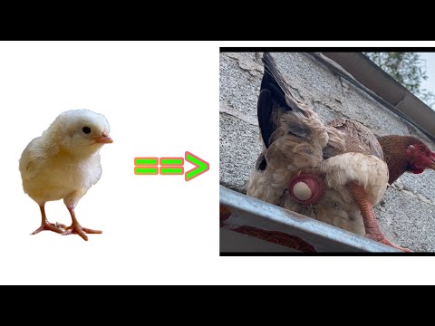 Essential steps to raising organic chickens: from 1 day to egg harvest.