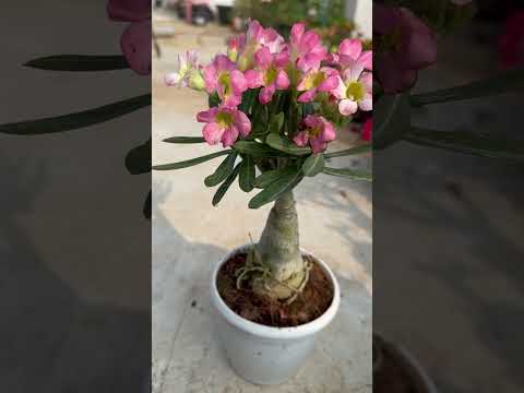 My adenium in dormancy 😃#youtubeshorts #reels #shortsviral