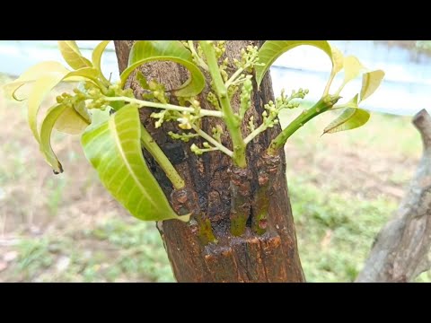 Homemade Banana Natural Hormone For Cutting Mango Tree | Best Natural Hormone