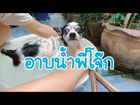 สุนัขตัวโปรด | อาบน้ำพี่โจ๊ก |