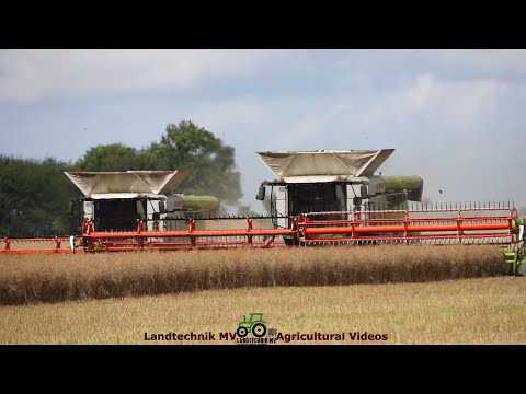 Claas - Fendt / Rapsernte - Rapeseed Harvest   pt1