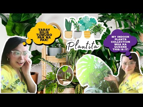 MY INDOOR PLANTS 🌿🪴🌱 COLLECTION || HOUSE PLANT STYLING || PLANTITA LIFE || JANICE MILLIS #plantita