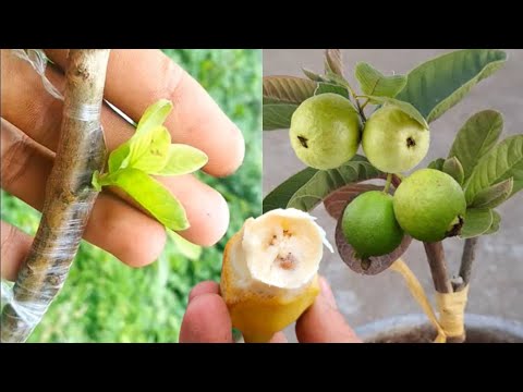 Best Natural Banana Rooting Hormone For Grafting Guava Tree For Beginner