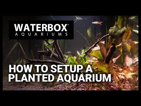 Setting up a Planted Freshwater Aquarium - Using the EDEN Freshwater Aquarium