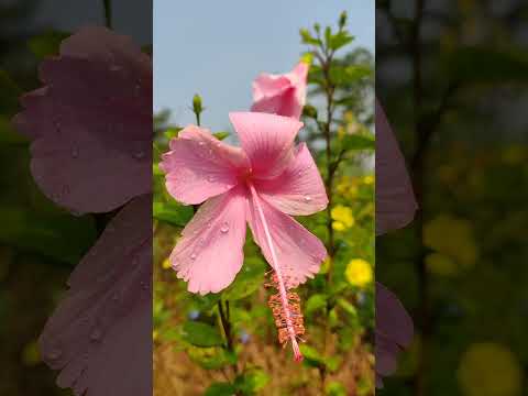 Beautiful pink hibiscus flowers #hibiscus #pinkhibiscus #flowers #gudhal #easygardeningtips