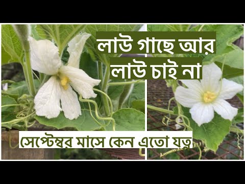 লাউ গাছে আর লাউ চাই না সেপ্টেম্বর মাসে কেন এতো যত্ন করা দরকার ছোট লাউ গুলোকে শখের বাগানে