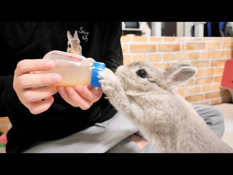 特製栄養ミルクを作ってみたらちゅーちゅー吸い付いて離さないうさぎさんが赤ちゃんみたいでかわいい...