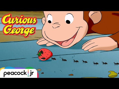 Who Let The Ants In? 🐜🐜🐜 | CURIOUS GEORGE