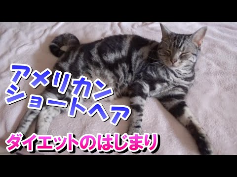 ダイエットと夏のはじまり（アメリカンショートヘア）