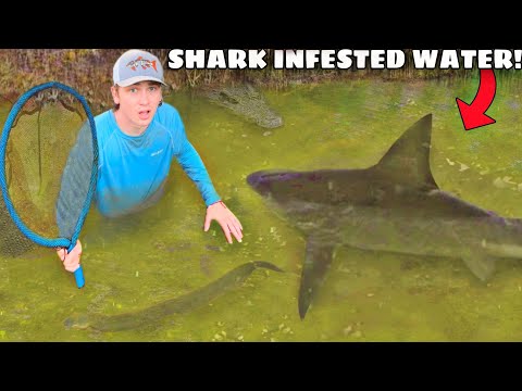 I Found a Pond INFESTED with Monster Sharks!