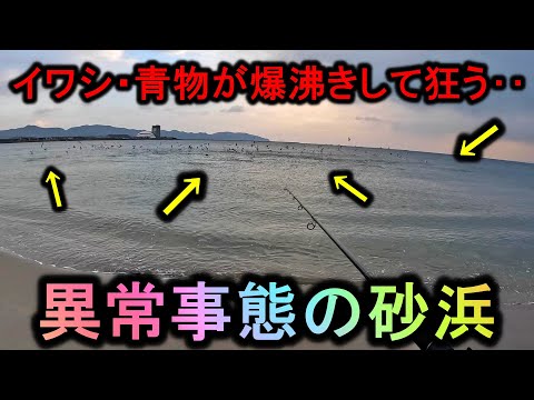 生命感０のサーフが突然…目の前でイワシ・青物が爆沸きする夢の海へ変化して楽しすぎ