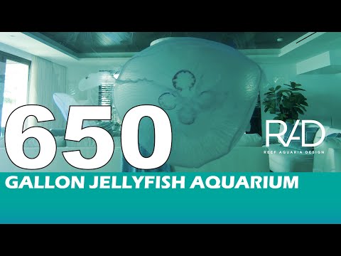 650 GALLON JELLYFISH AQUARIUM IN POMPANO BEACH, FLORIDA - CUSTOM-MADE LIVE CORAL REEF AQUARIUMS