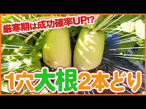 家庭菜園や農園で1穴大根2本どり！成功確率をUPさせる大根の育て方を徹底解説！【農園ライフ】