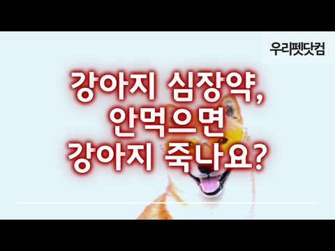 강아지 심장병에 심장약을 꼭 먹어야 하나요?