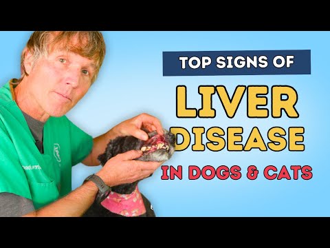 Signs of a Pet with Liver Disease: Top Holistic Remedies