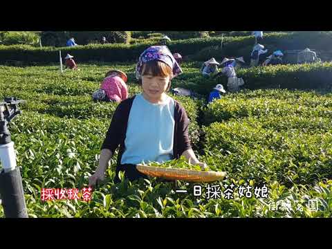 2021-09阿里山秋季採收期