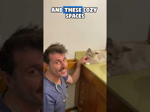 Dr Evan - What cats secretly like small spaces! 🐱