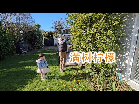 家里柠檬大丰收（新西兰 Harold Vlog 863）