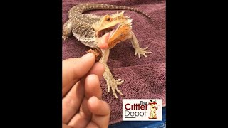 Best Insects for Bearded Dragons - Crickets, Roaches, or Superworms?