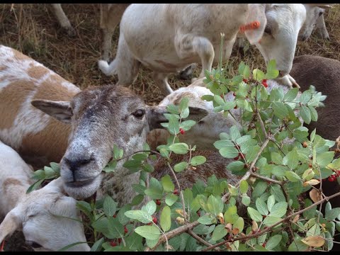 Converting Woodland to Silvopasture Part 2: Thinning, Clearing, and Establishing Forage and Fodder