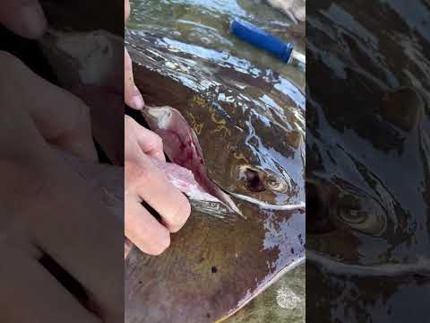 Cooking and cleaning a stingray with Steven Rinella. #seafood #fueledbynature #meateater